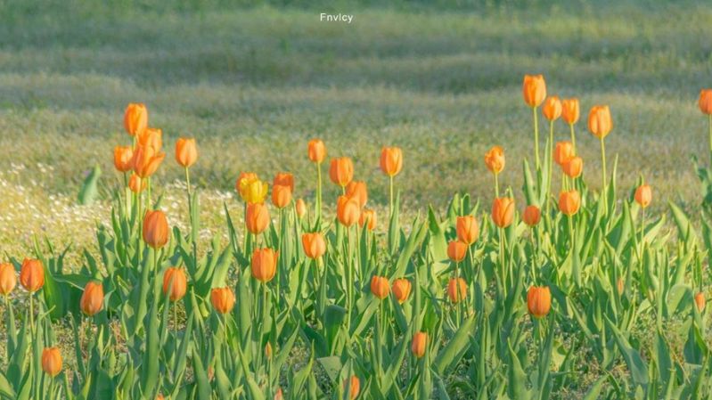 Hoa tulip chill