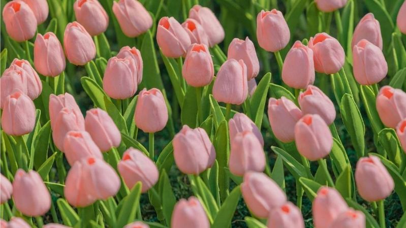 hình nền hoa tulip hồng nữ tính