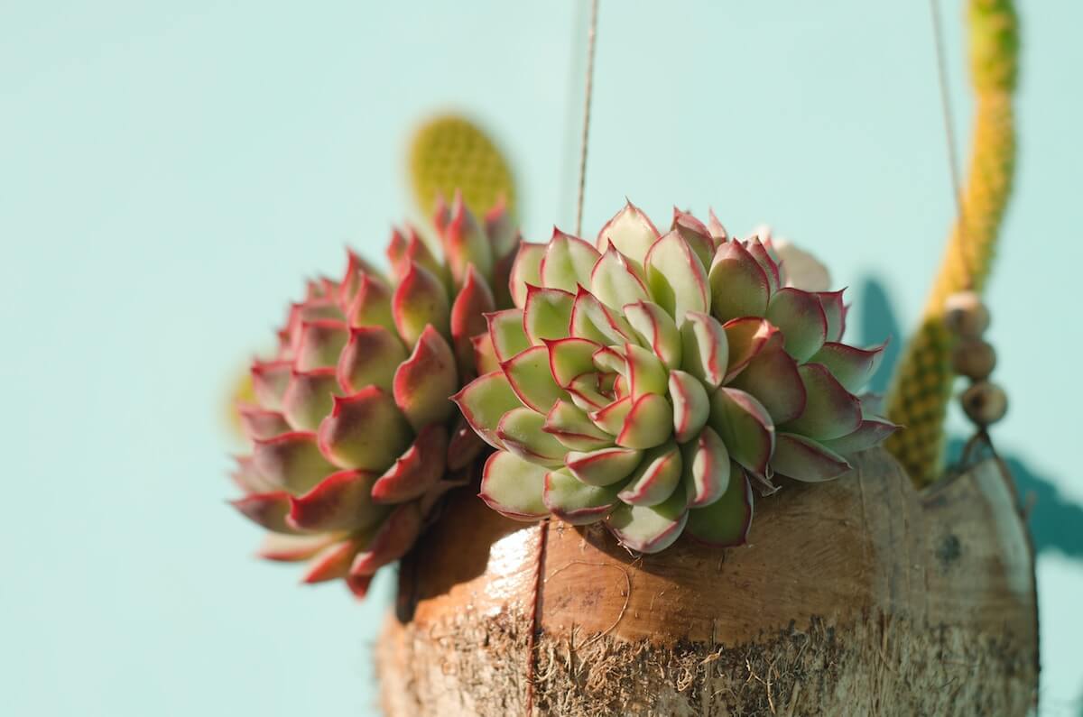 Bức ảnh độc đáo về sen đá trong mùa xuân