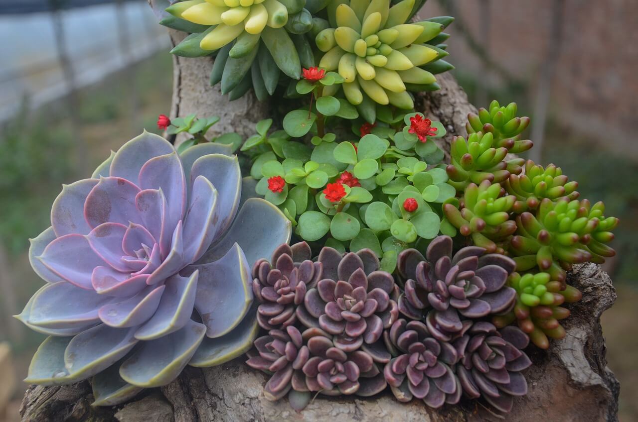 Bức ảnh hoa sen đá trong vườn cây xanh