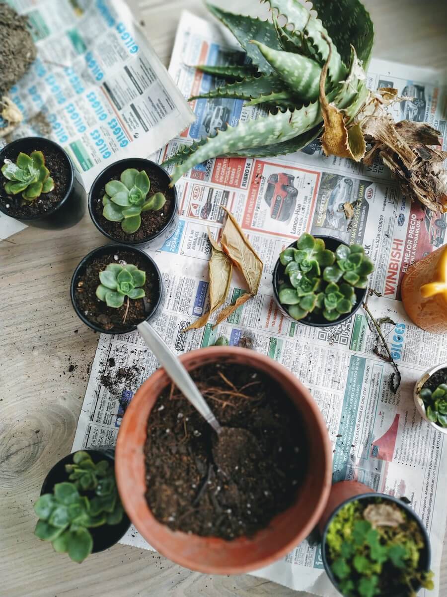 Cách chăm sóc và nuôi dưỡng cây sen đá
