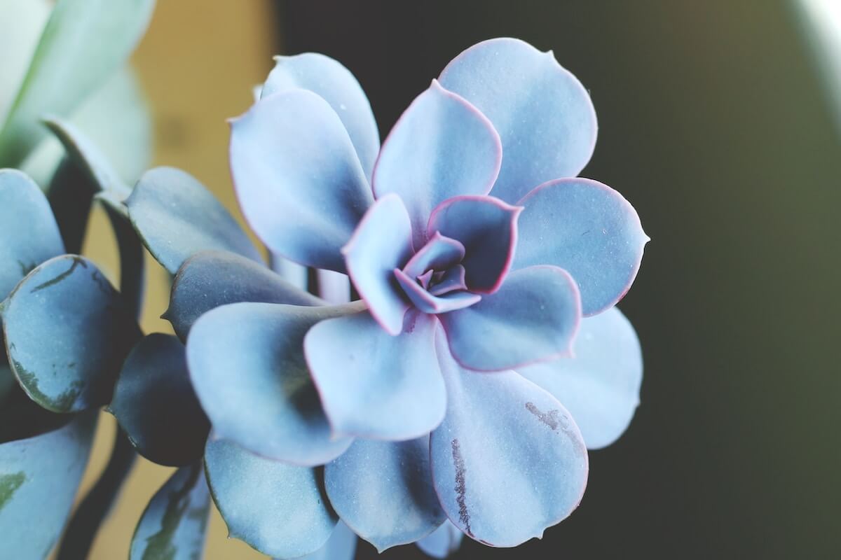 Vẻ đẹp bình dị của cây sen đá