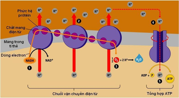 Chuỗi truyền điện tử trong hô hấp ở thực vật