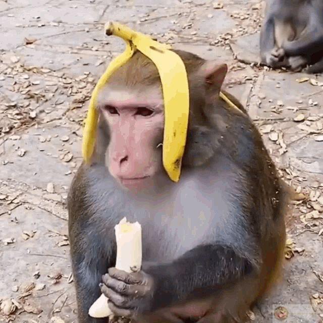 Ảnh meme khỉ