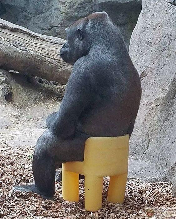 Meme khỉ đột bựa khiến người xem vừa bất ngờ vừa buồn cười cực kỳ sảng khoái