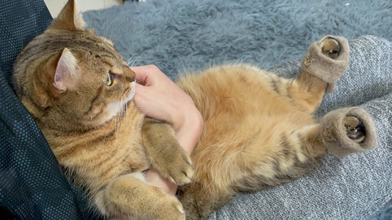 Lông mèo có hại không? Một số cách giúp làm giảm tác hại của lông mèo