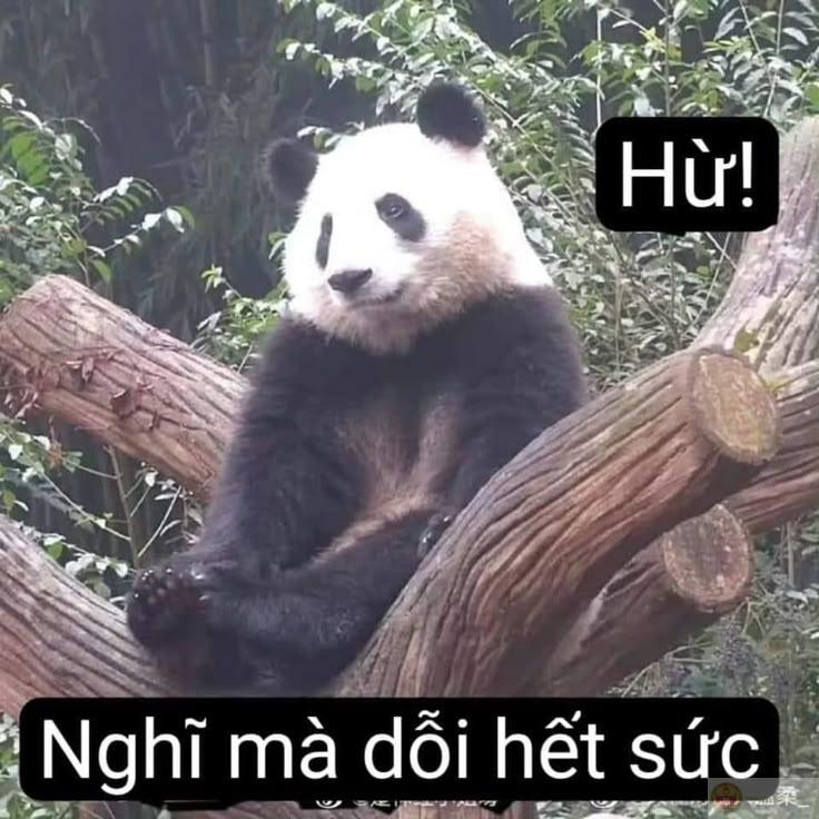 Tui không cao nhưng gấu trúc cũng biết tự ái