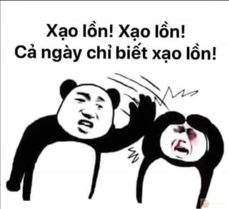 Có vẻ đáng sợ, nhưng gấu trúc biết lắng nghe