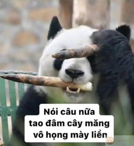 Gấu trúc cũng mệt, nhưng vẫn muốn làm người vui