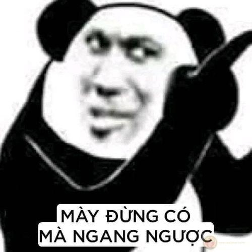 Gấu trúc nói yêu là yêu, không có chơi đùa