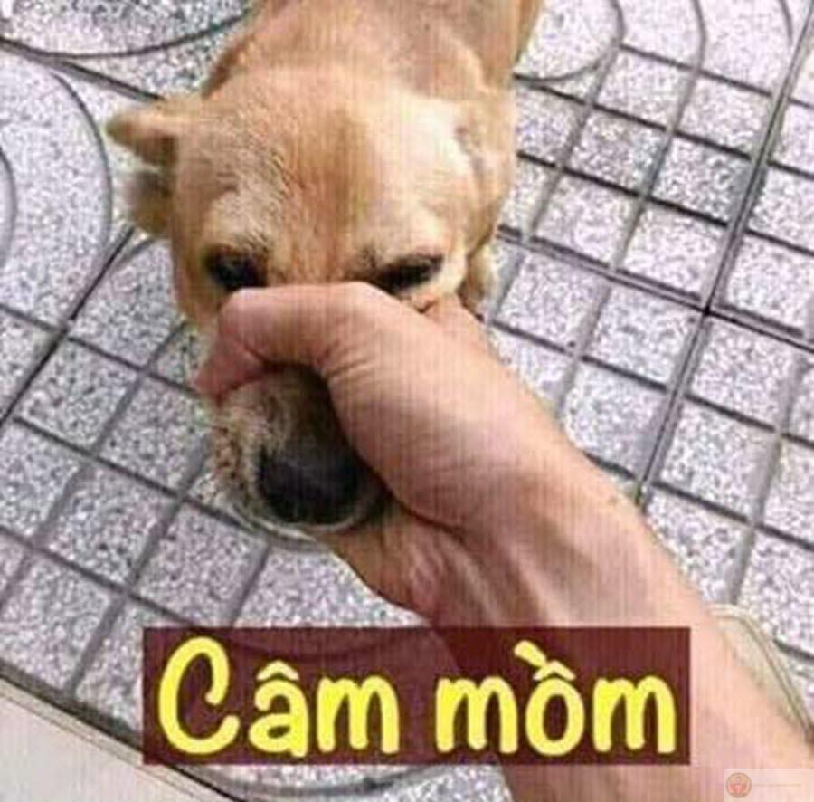 Mày im đi, tao đang sống bình yên mà