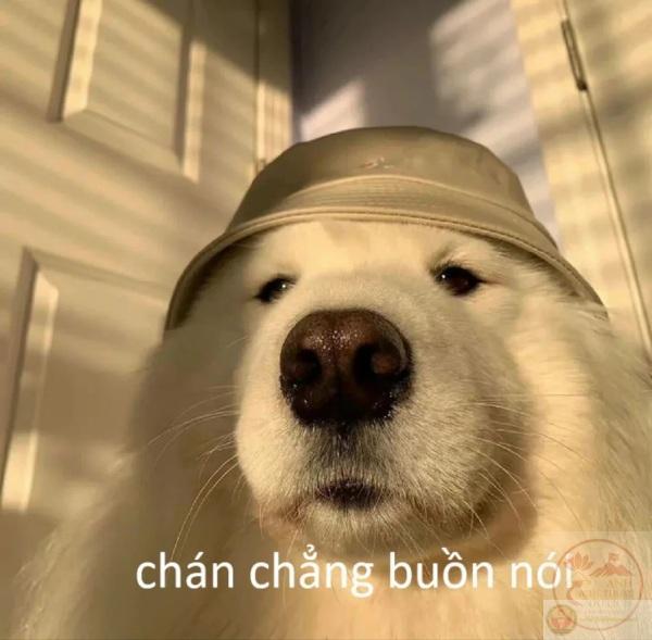 Chán meme