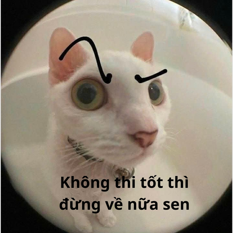Tổng hợp ảnh meme mèo chúc thi tốt