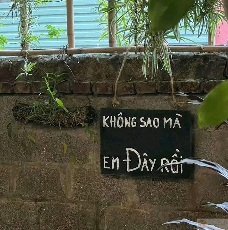 Meme không sao