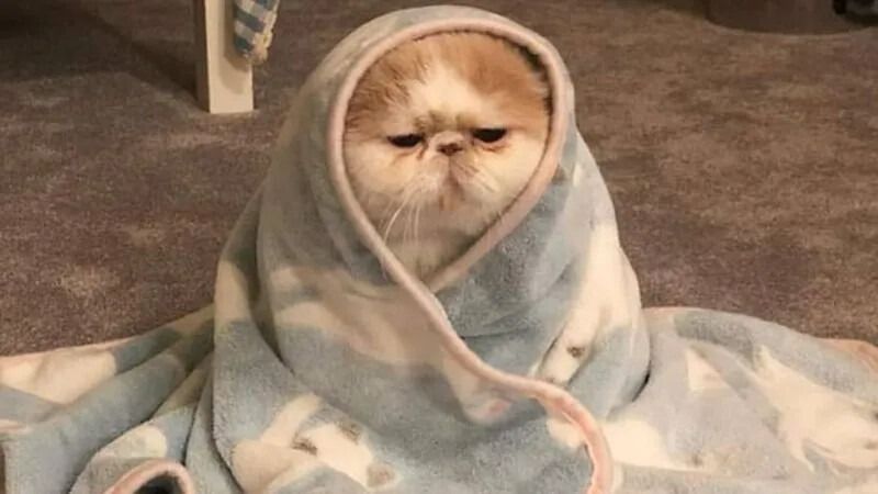 Tổng Hợp 500+ Ảnh Meme Mèo Cười Chảy Nước Mắt 2026