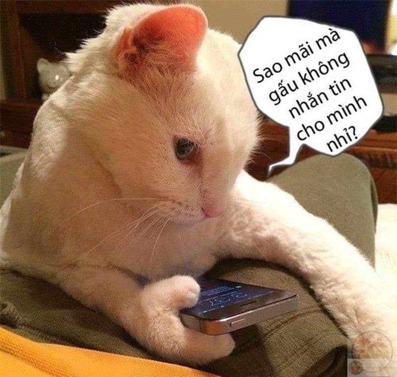 Hình chế chờ đợi tin nhắn dễ thương
