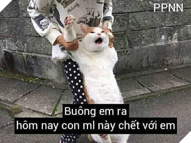 Mèo bị giữ chân nói buông em ra hôm nay con ml này chết với em