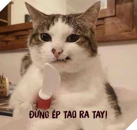 Mèo cầm dao nhựa nói đừng ép tao ra tay