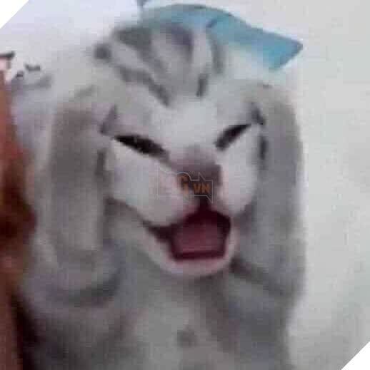 Mèo ôm mặt hoảng hốt