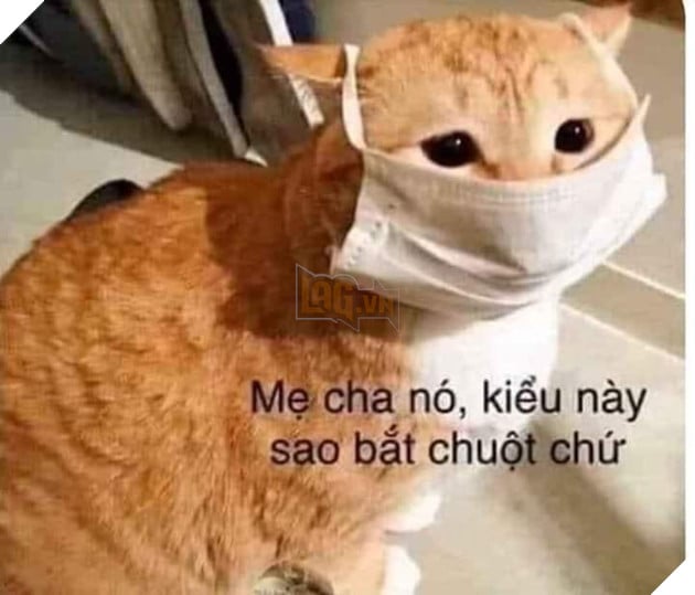 Mẹ cha nó kiểu này sao bắt chuột chứ - mèo đeo khẩu trang