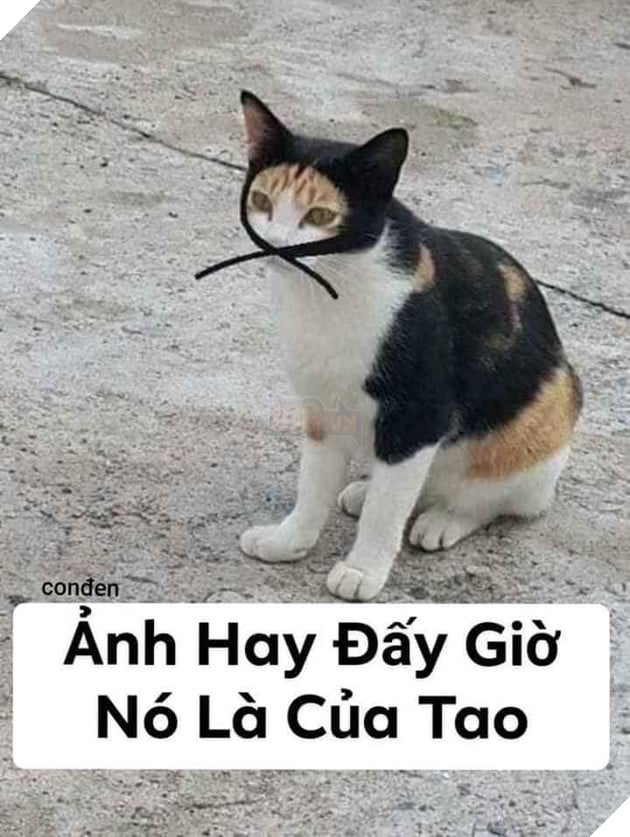 Mèo đạo tặc: ảnh hay đấy giờ nó là của tao