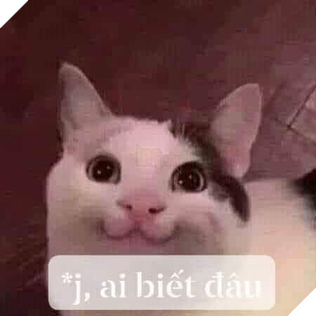 Mèo ngây thơ nói gì, ai biết đâu?