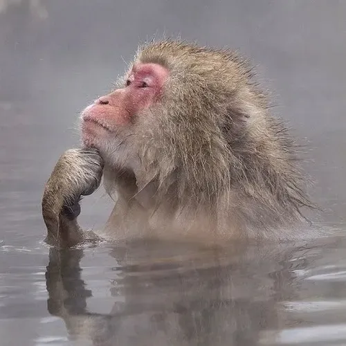 21 Meme Khỉ Suy Nghĩ vui nhộn với sự ngẫm đời trầm ngâm như triết gia