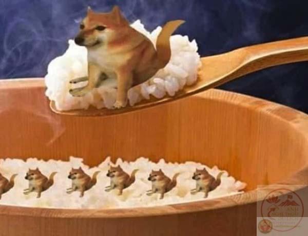 Meme Team anh em chó mèo rủ nhau đi ăn lẩu uống bia - TVMeme