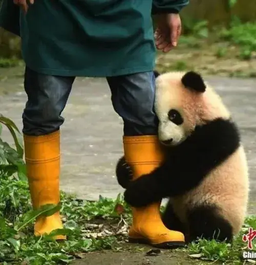 Trọn bộ 50+ Meme Năn Nỉ, Van Xin và những tình huống xin xỏ dở khóc dở cười