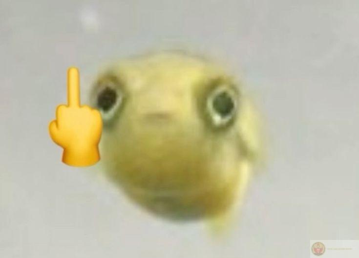 Phắc diu meme