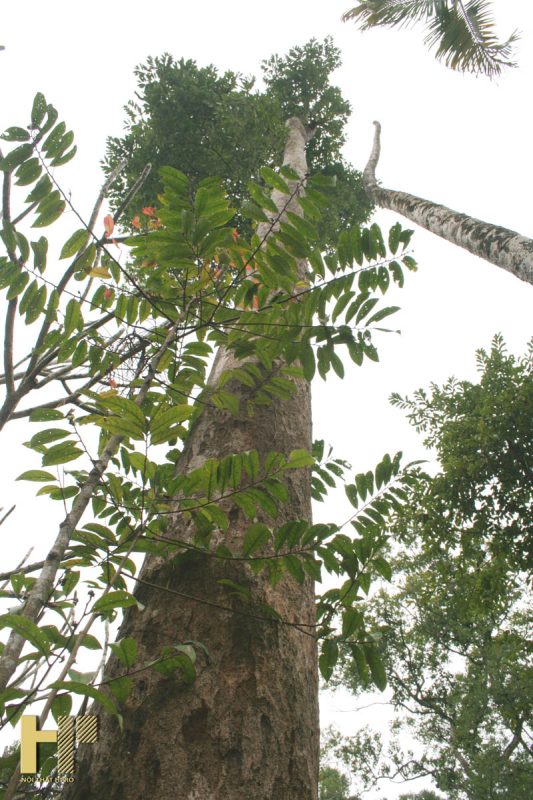 Gỗ sến là gì? Gỗ sến có tốt không? Gỗ sến được ứng dụng những gì trong cuộc sống