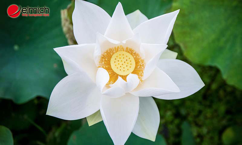 Hình 2: Ý nghĩa của hoa sen trắng trong tình yêu, tôn giáo, và phòng thuỷ