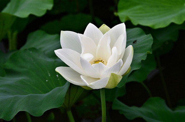 Hồ Tây mùa sen nở