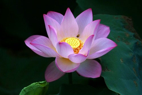 Sen hồng
