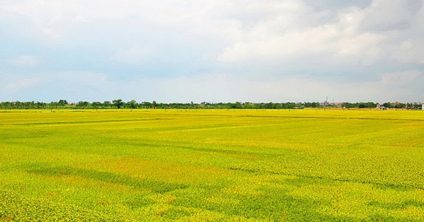 Tả cánh đồng vào buổi sáng lớp 5