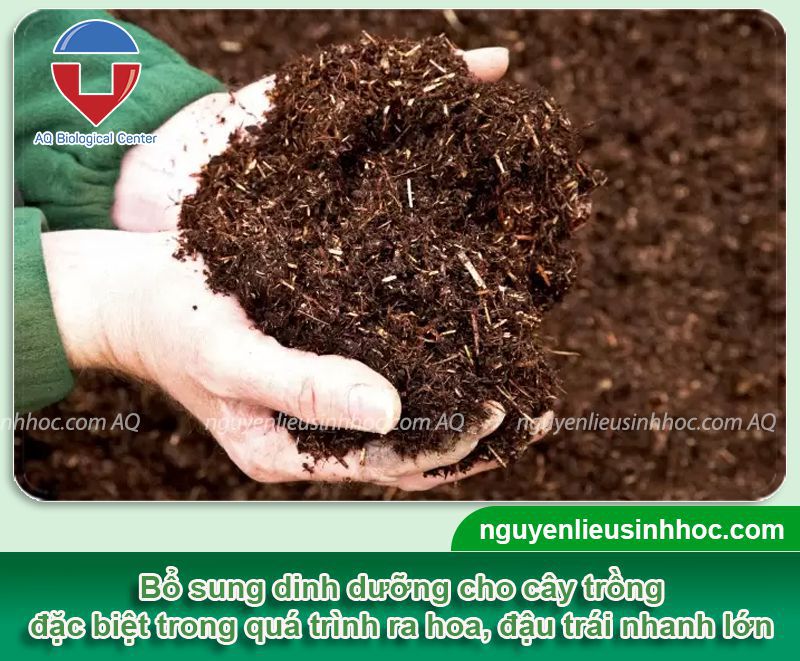 AQ55 Mfruit – Nuôi trái, cho trái bóng đẹp, lớn quả, ngừa rụng và nấm trái