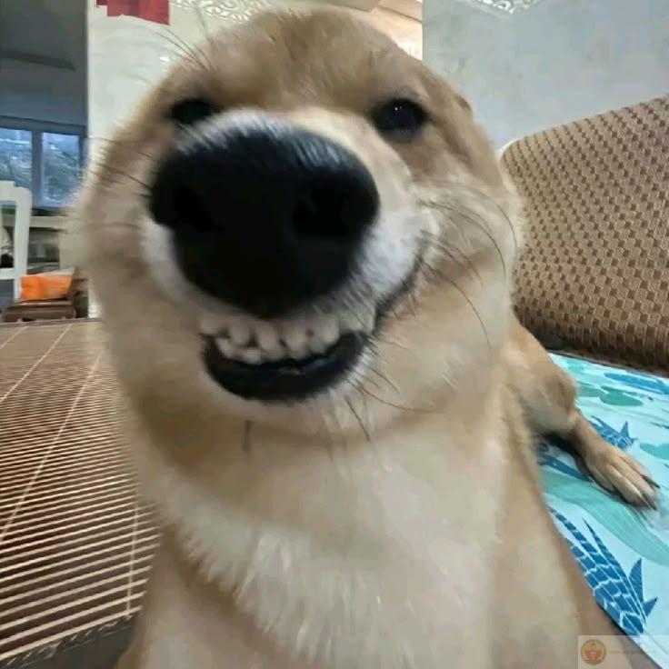 Meme chó cute