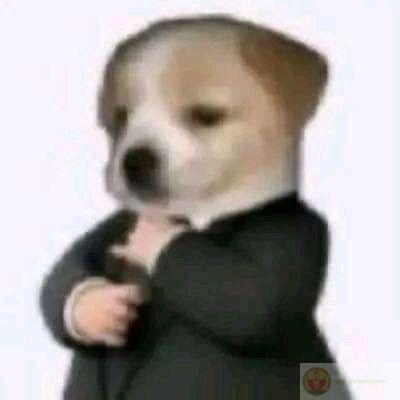Meme chó cười