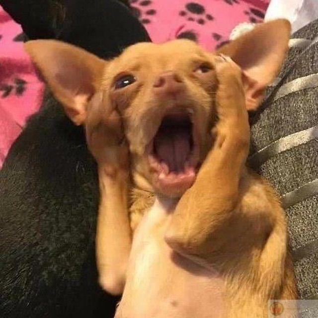 Ảnh con chó meme