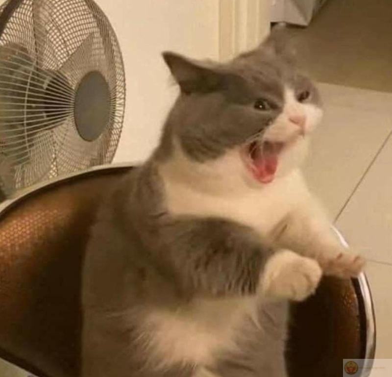 Meme tức