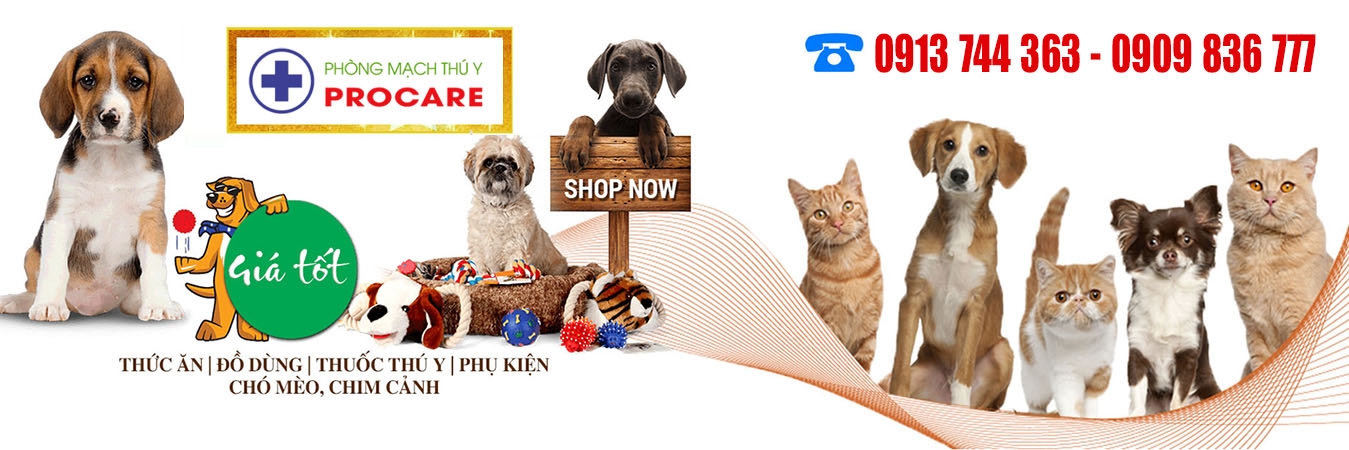 Mèo chán ăn và ủ rủ | Phòng khám thú y Procare.