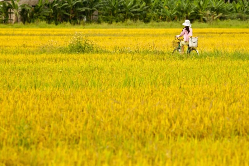 Viết một đoạn văn tả cảnh đẹp quê hương em lớp 3 (32 mẫu)