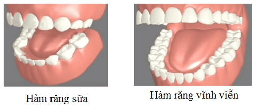 Hình ảnh răng sữa và răng vĩnh viễn