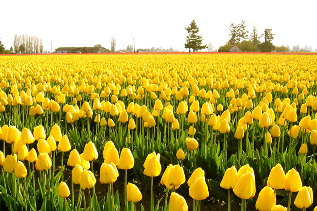 Công ty Thế Hệ Mới | Tư vấn visa du học, du lịch, định cư - Vườn hoa Tulip ở Skagit Valley, bang Washington