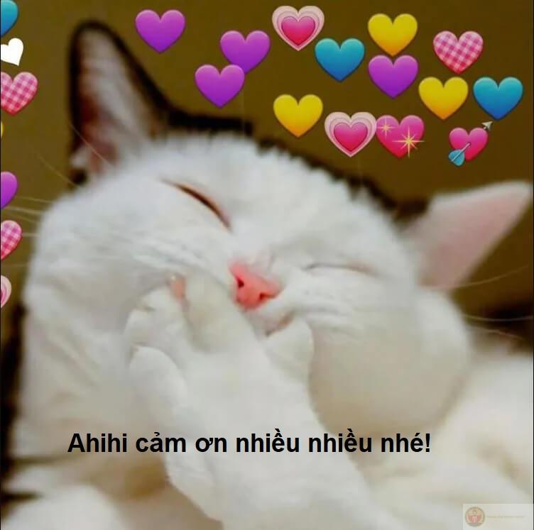 Meme đội ơn