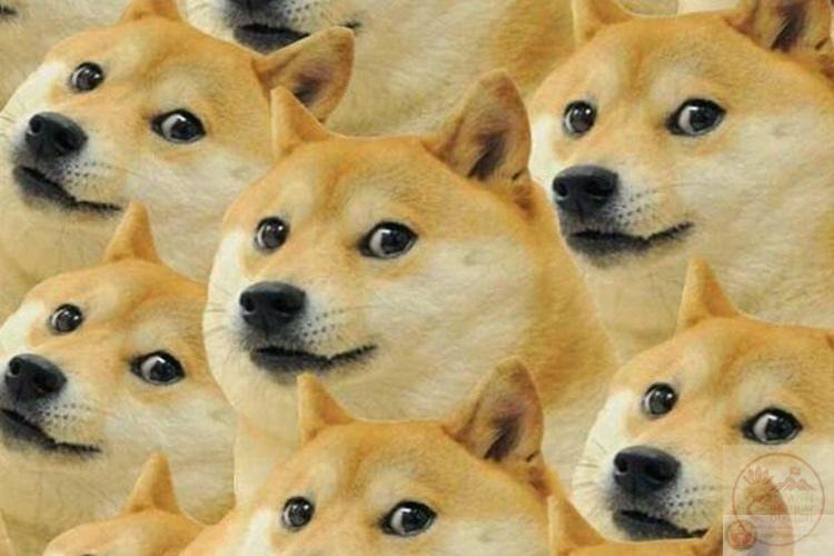 ảnh chế động vật đời thường