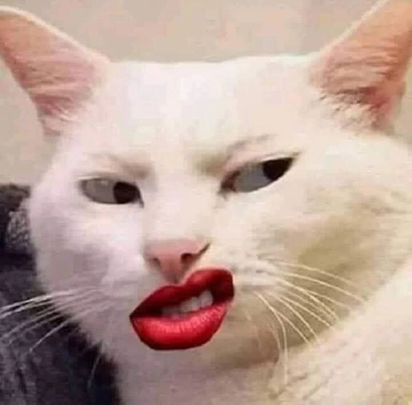 meme không chữ dễ thương
