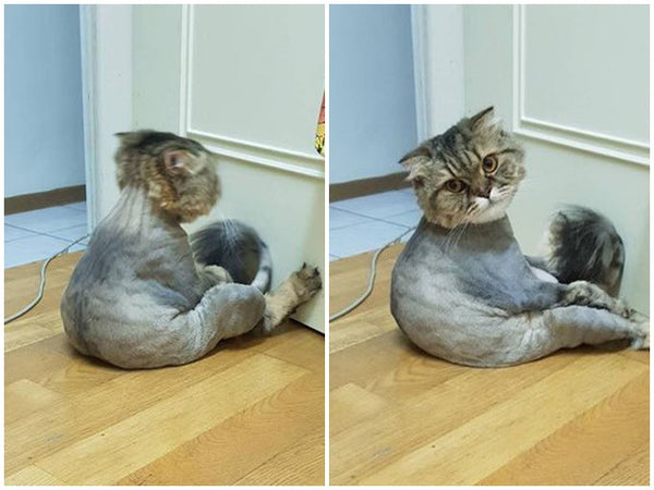 Dấu Hiệu Mèo Đang Bị Stress