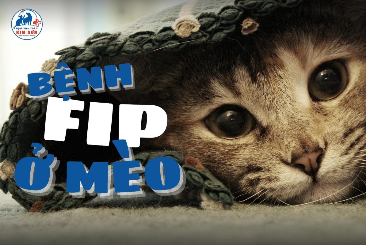 Bệnh FIP ở mèo – 1 sự nguy hiểm đáng lo ngại ?