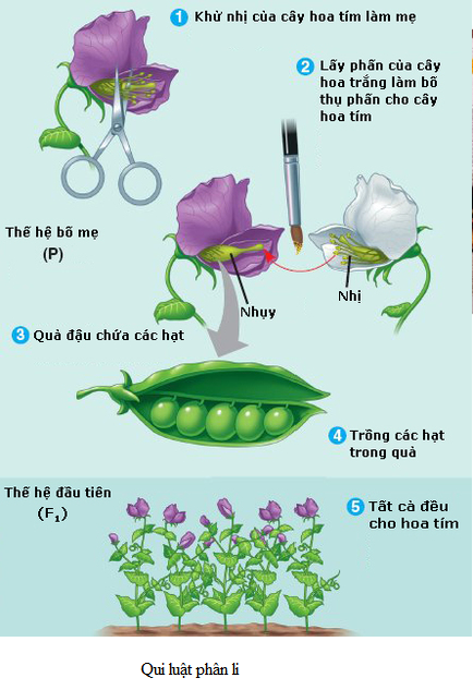 Bài 40. Ôn tập phần di truyền và biến dị